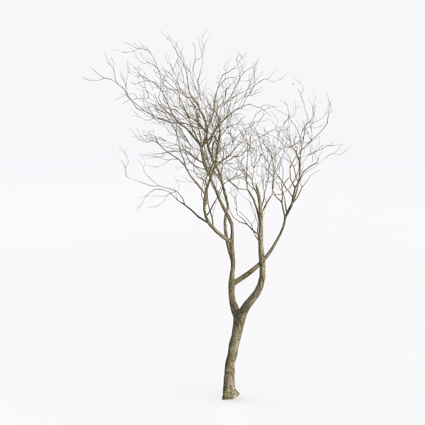 tree-Landscape Greenery