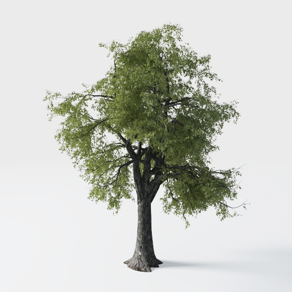 Costa Farms Boston Fern Live Plant, Outdoors or
