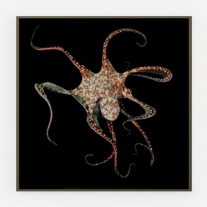 Large White Flower Gold Leaf Wall Art Rose on