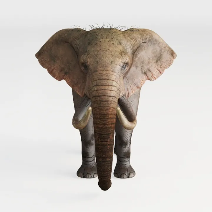 elephant-Wild Kingdom