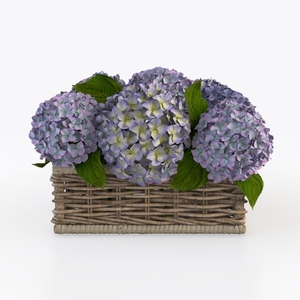 plant-Botanical Home