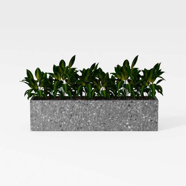 plant-Botanical Home