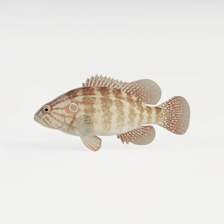 Animal-fish 3