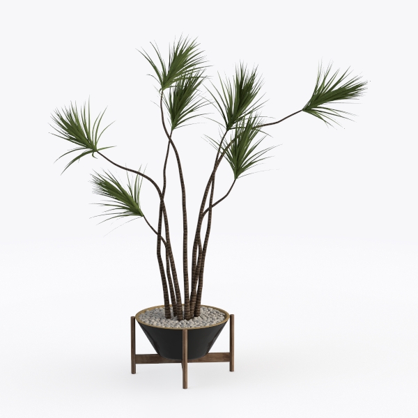 plant-Japanese Artistry