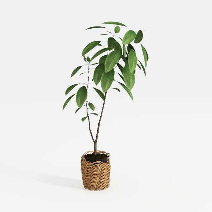 Rattan Woven Pot Indoor Potted Plant 3D Model