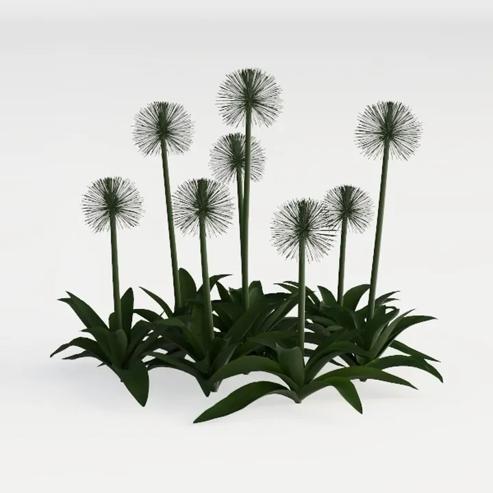 Ornamental Onion