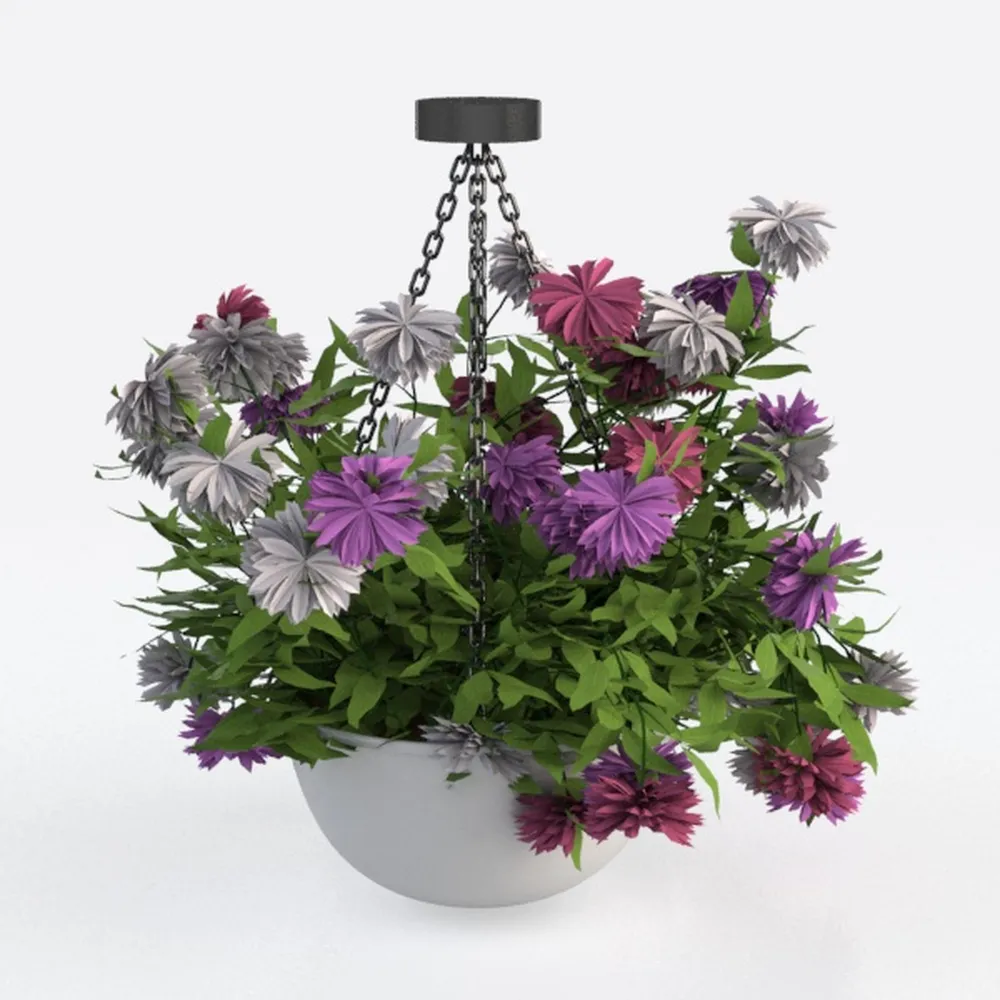 BubbleBlooms Button Fern in a 4 inch Pot Pellaea r