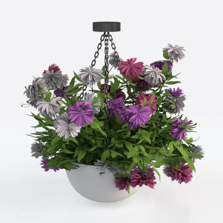 BubbleBlooms Button Fern in a 4 inch Pot Pellaea r