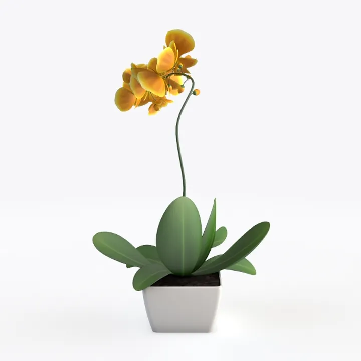Realistic Yellow Phalaenopsis Potted Plant 3D Model