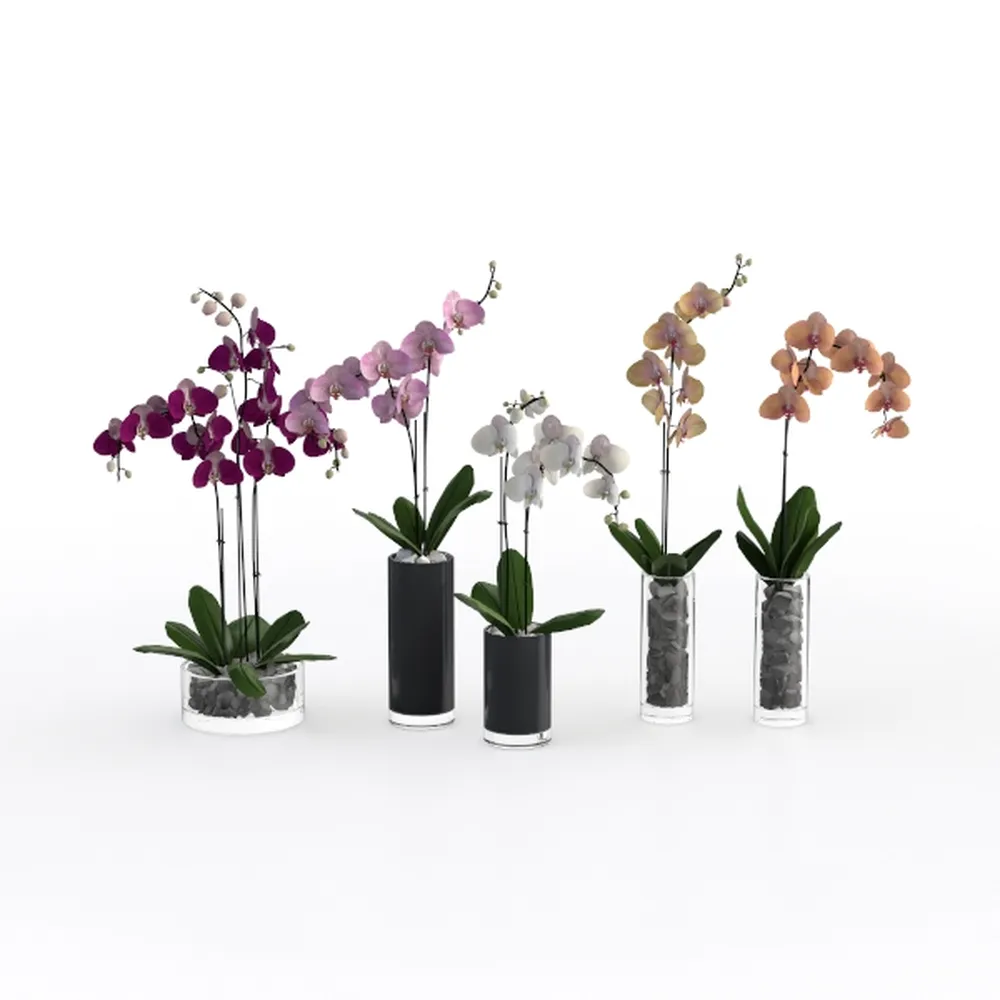 Costa Farms Live Plants (Pack of 6), Easy to Grow