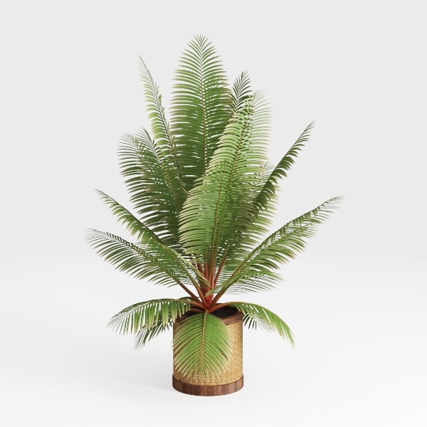 Costa Farms Ficus Tineke Live Plant, Easy to Grow 