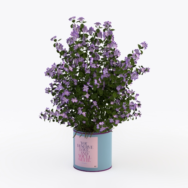plant-Violet