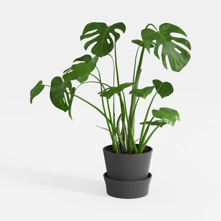 Minimalist Monstera Potted Plant Decor 3D Model