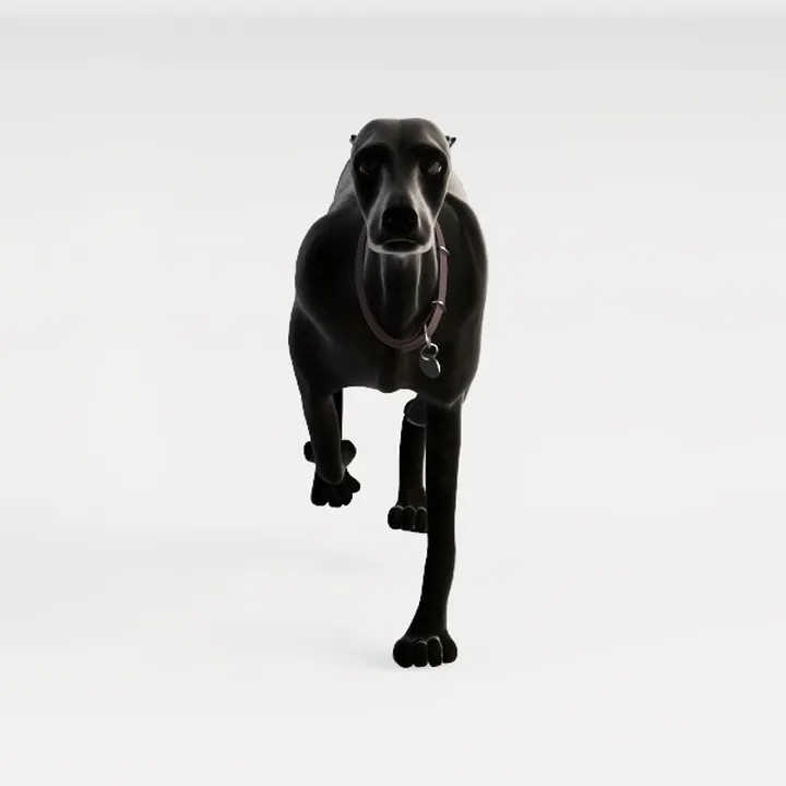 Animal-black dog-puppy