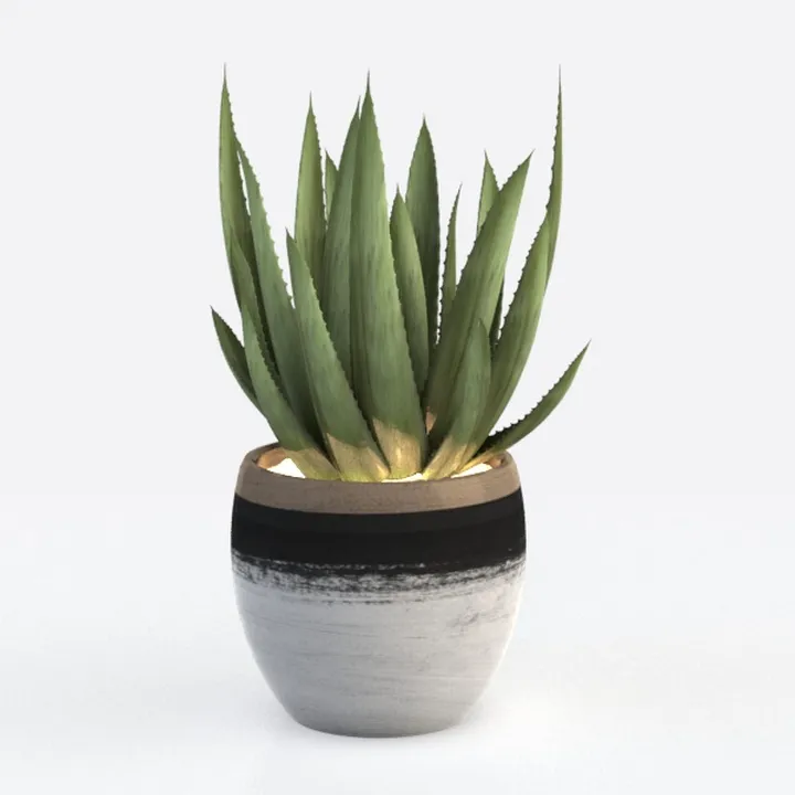 Costa Farms Snake Plant, Live Indoor Sansevieria 
