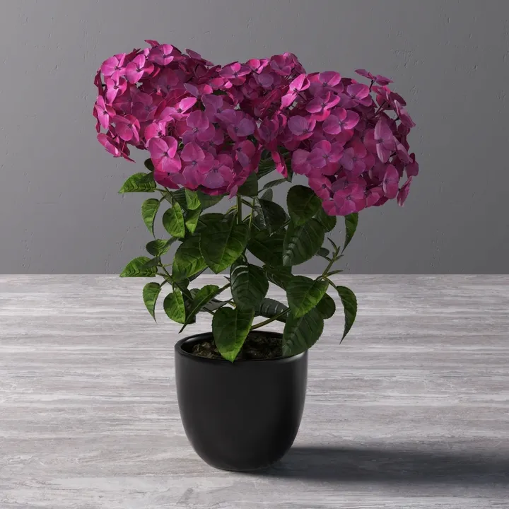 Potted Purple Hydrangea Plant with Black Planter 3D Model