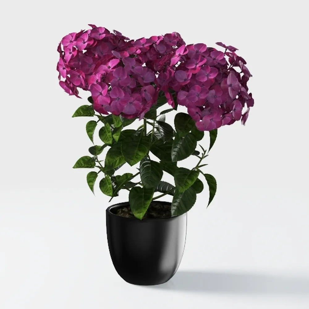 2 Dwaft Ixora Plants Live, Flowers Plants, Live