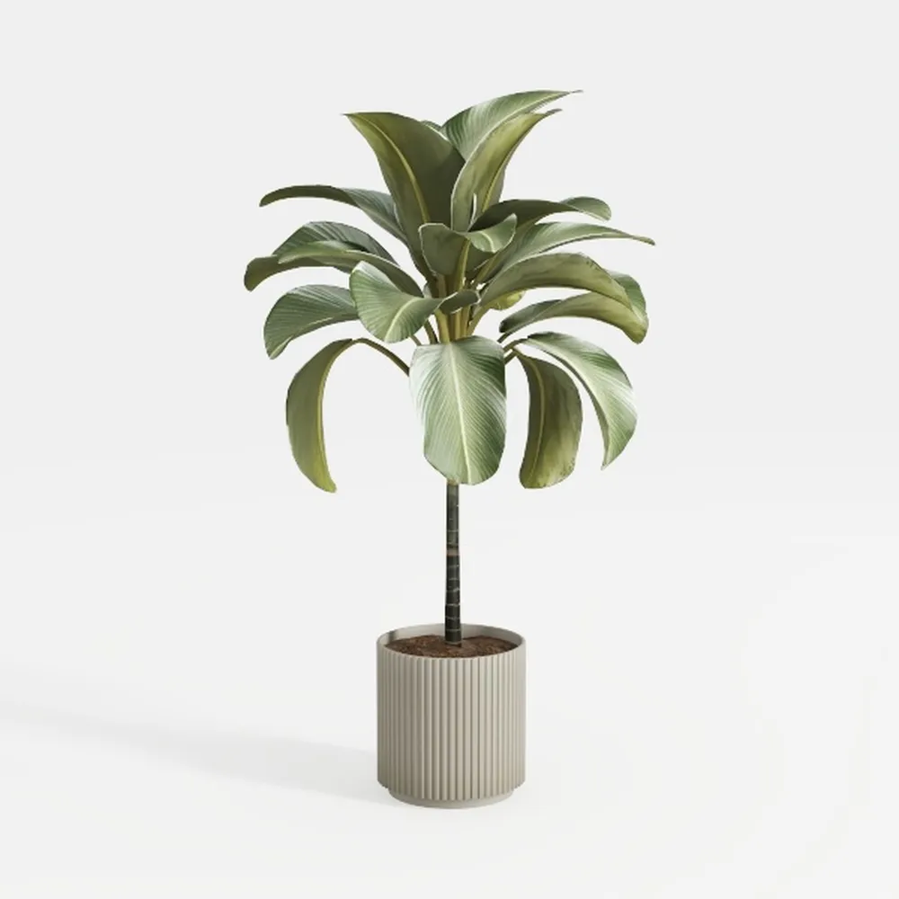 Costa Farms Pothos Assortment (Baltic Blue, Amplis