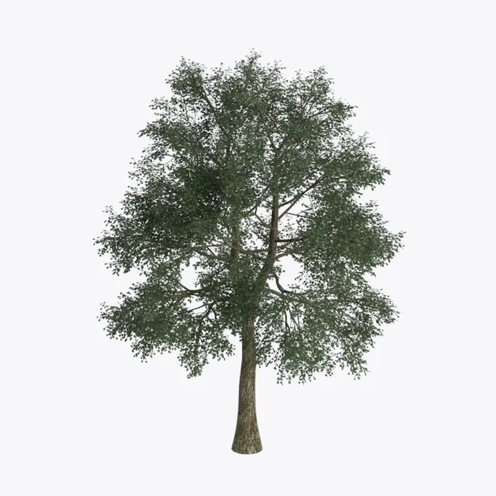 tree-Landscape Greenery
