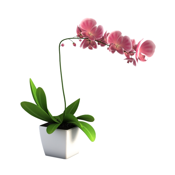 My Shelfie - Pink Bower Flower Vine, Pink Plant 