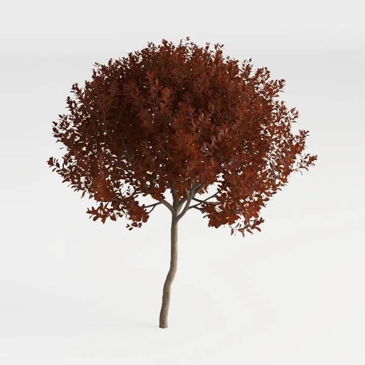 Red Tip Photinia