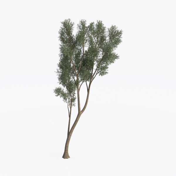 tree-Landscape Greenery