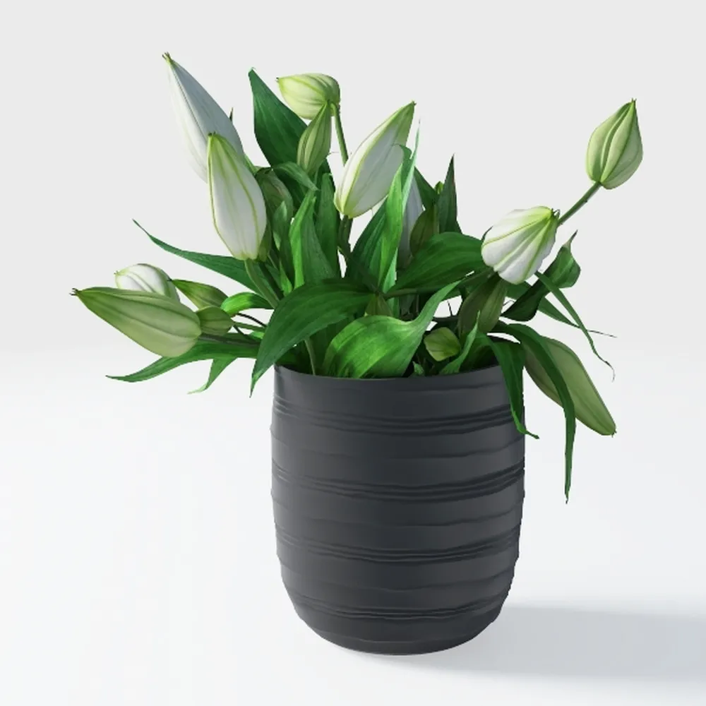 Golden Pothos Plant Live House Plant Live Plants,