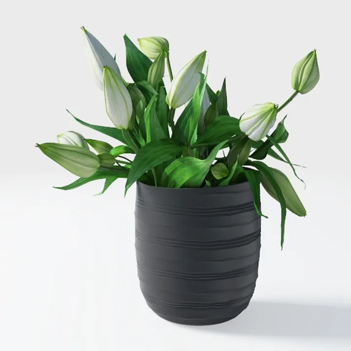 Golden Pothos Plant Live House Plant Live Plants, 