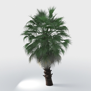 ironwood tree-Exterior Plant