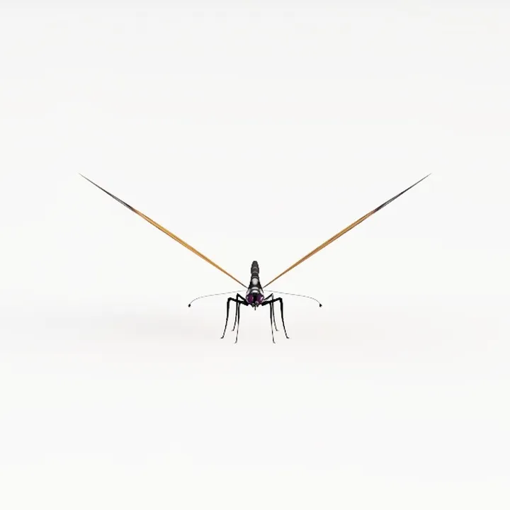 Animal-butterfly
