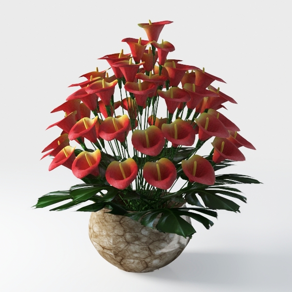 String of Pearls (4-inch), Succulents Plants Live,