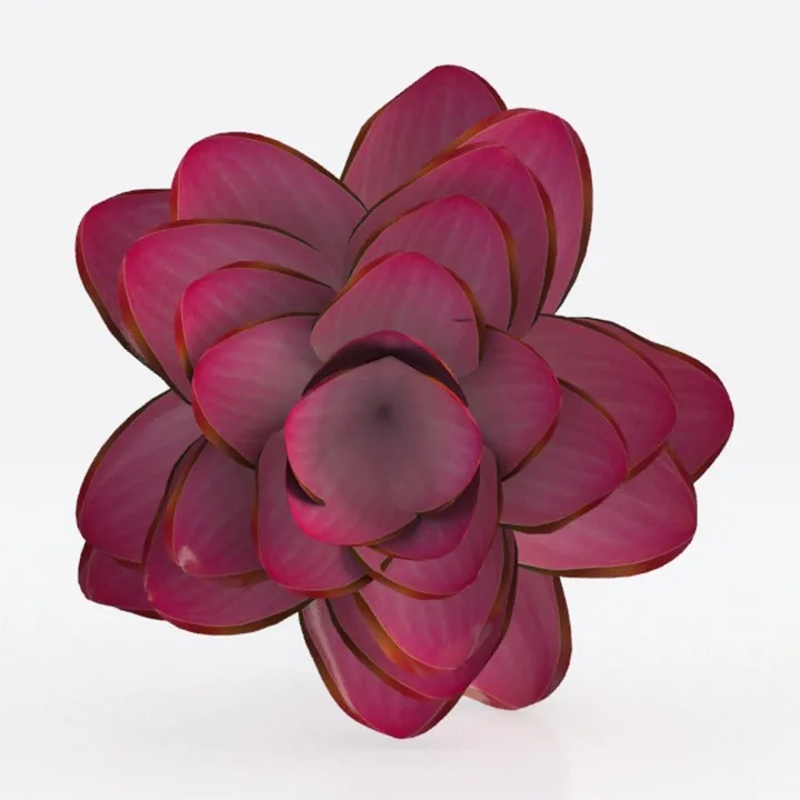 Live Succulents Aeonium 'Pink Wich' (4-inch)