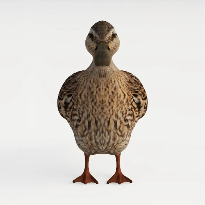 wild duck-Wild Kingdom