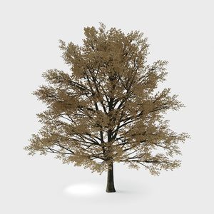 Open-air Cafe-plants 15.max