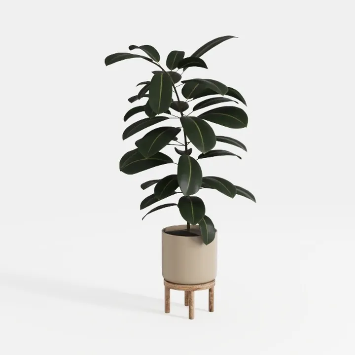 Minimalist Solid Wood Potted Ficus Elastica Plant 3D Model