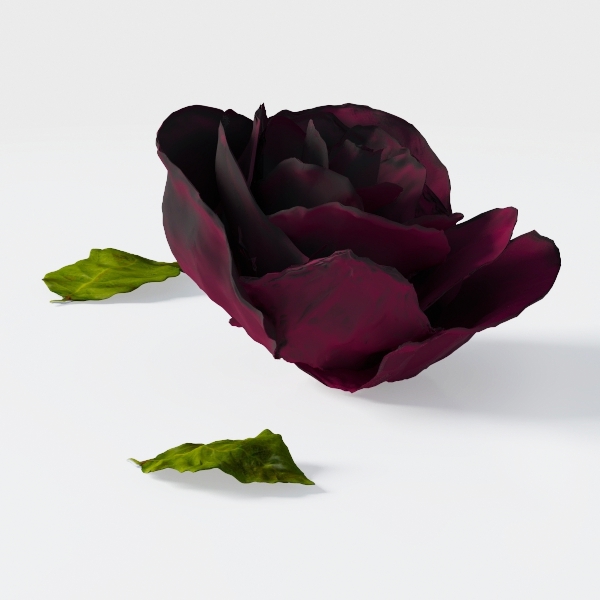 rose-Greenery Delights