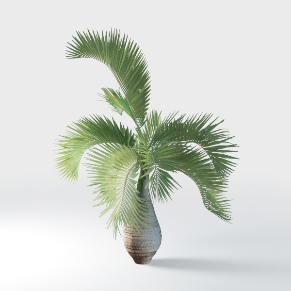 Hyophorbe Tree - Outdoor Plant