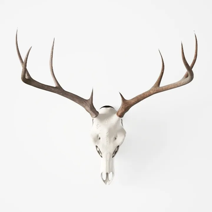 Bohemian moose head craft