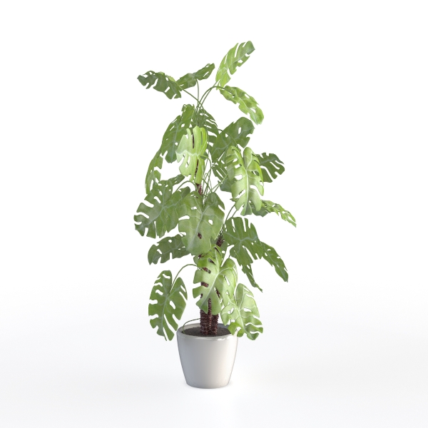 Flower Green plant P-14