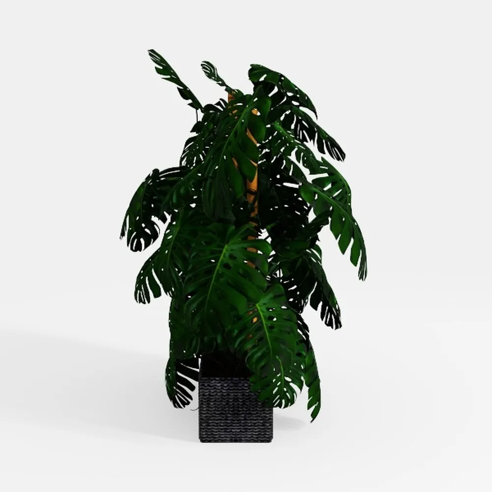 Monstera Swiss Cheese Plant Hanging Basket 