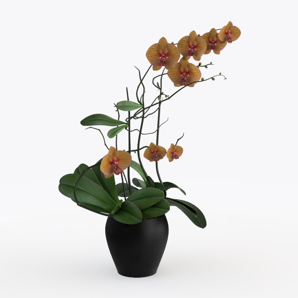 2 Dwaft Ixora Plants Live, Flowers Plants, Live