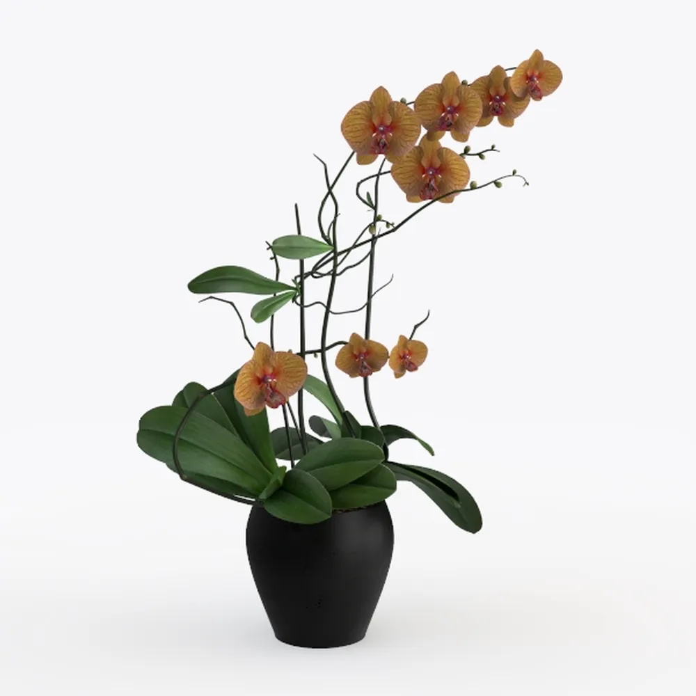 2 Dwaft Ixora Plants Live, Flowers Plants, Live