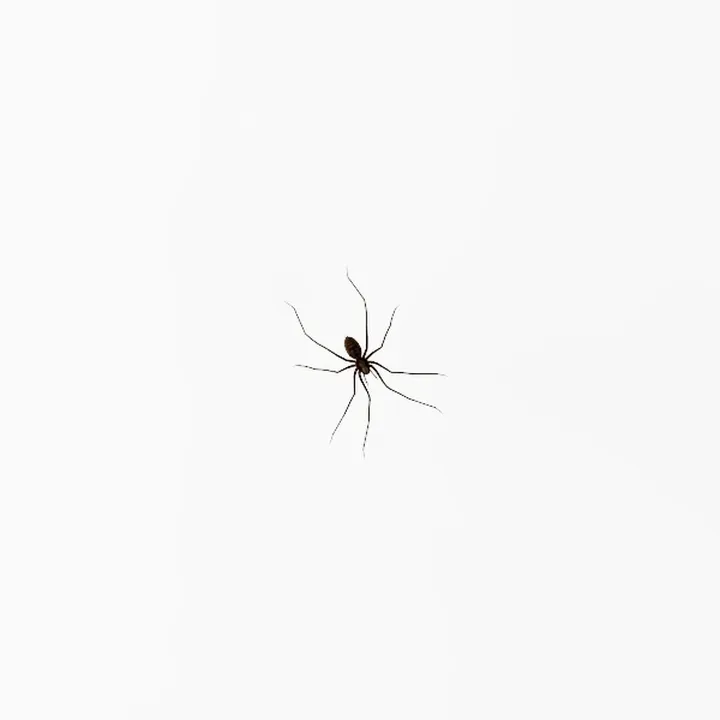 Halloween Spider Decorations