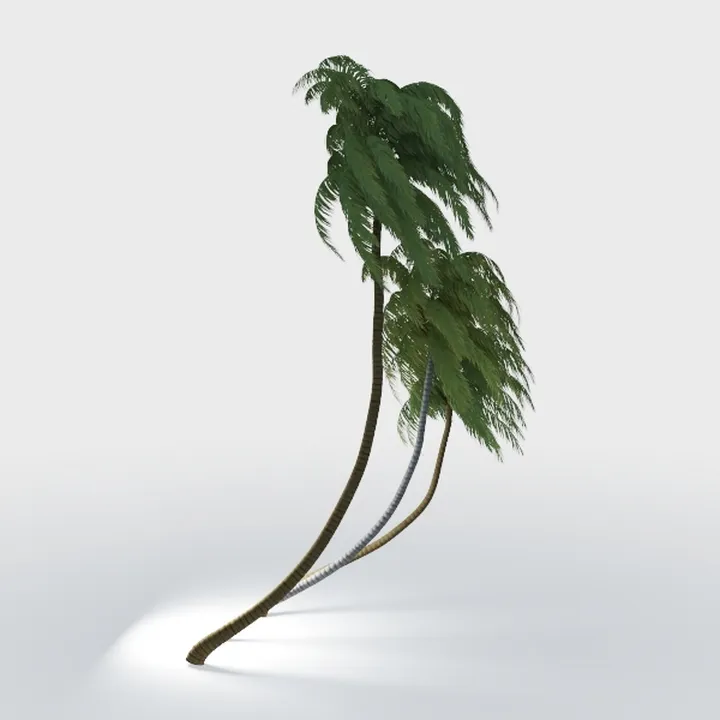 Realistic Tropical Coconut Palm Trees 3D Model