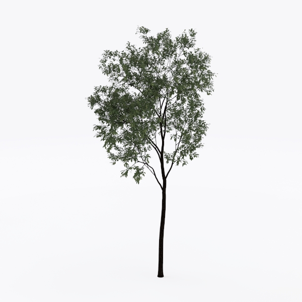 tree-Landscape Greenery