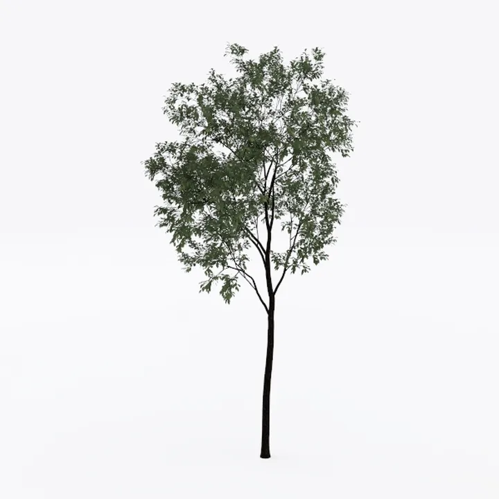 tree-Landscape Greenery