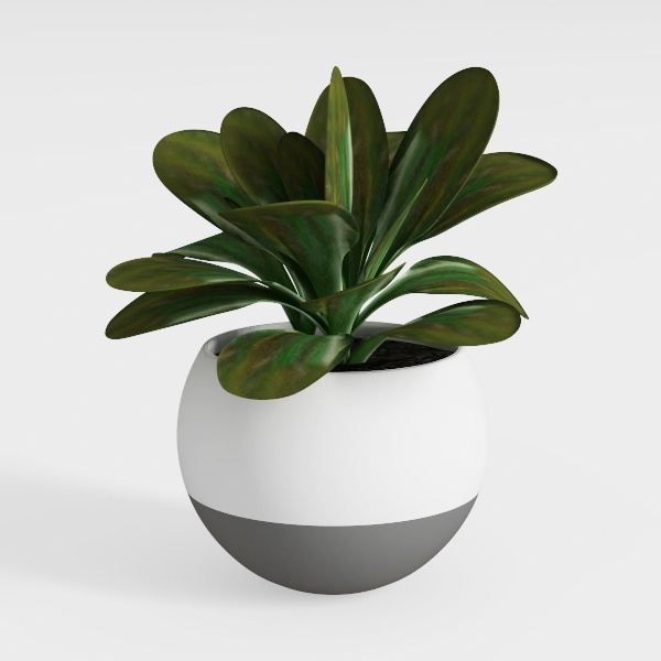 plant-Greenery Delights