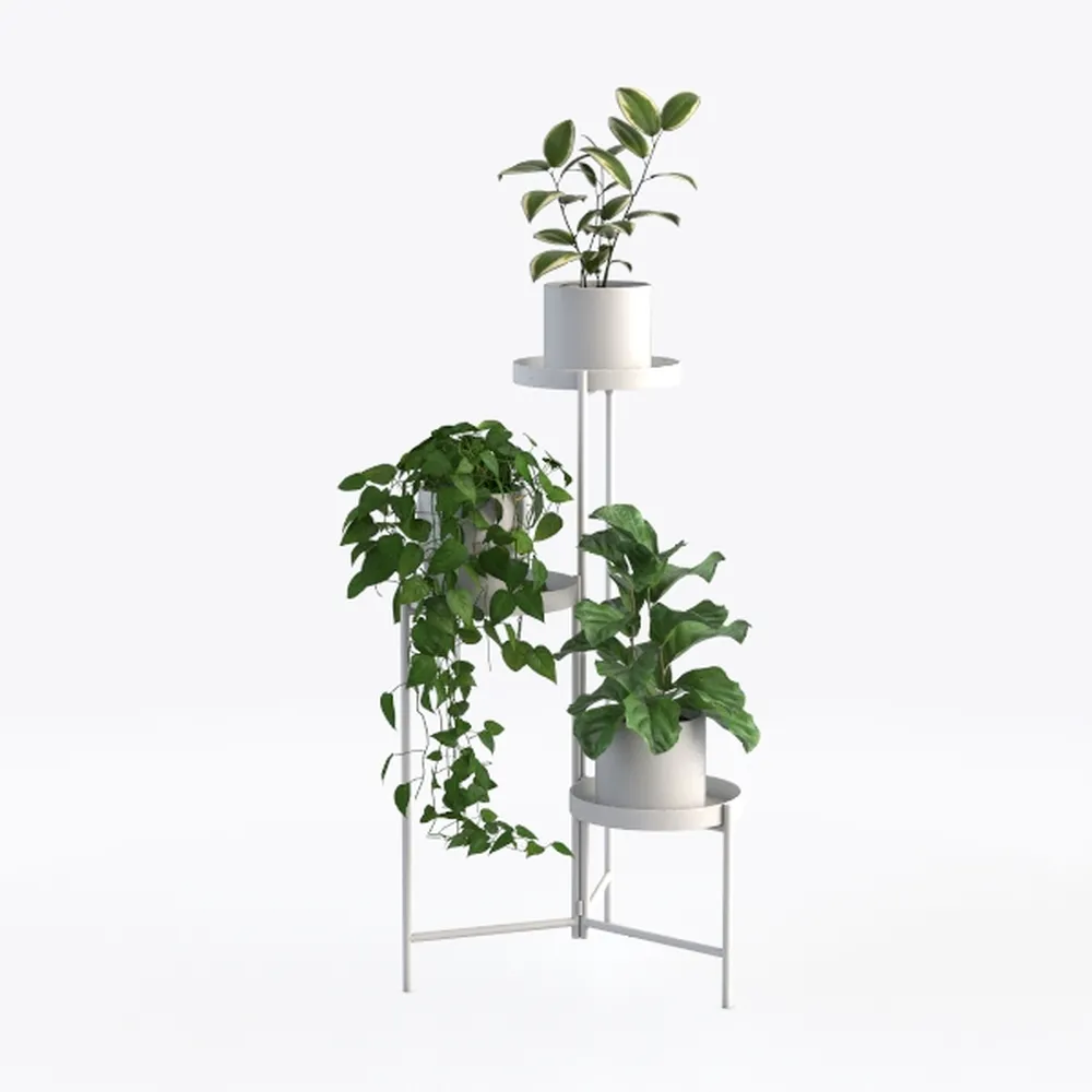 Costa Farms Snake, Sansevieria Mother-In-Law's