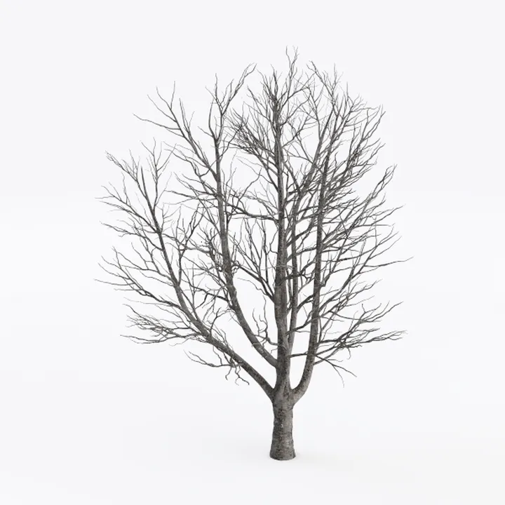 tree-Open-Air Living