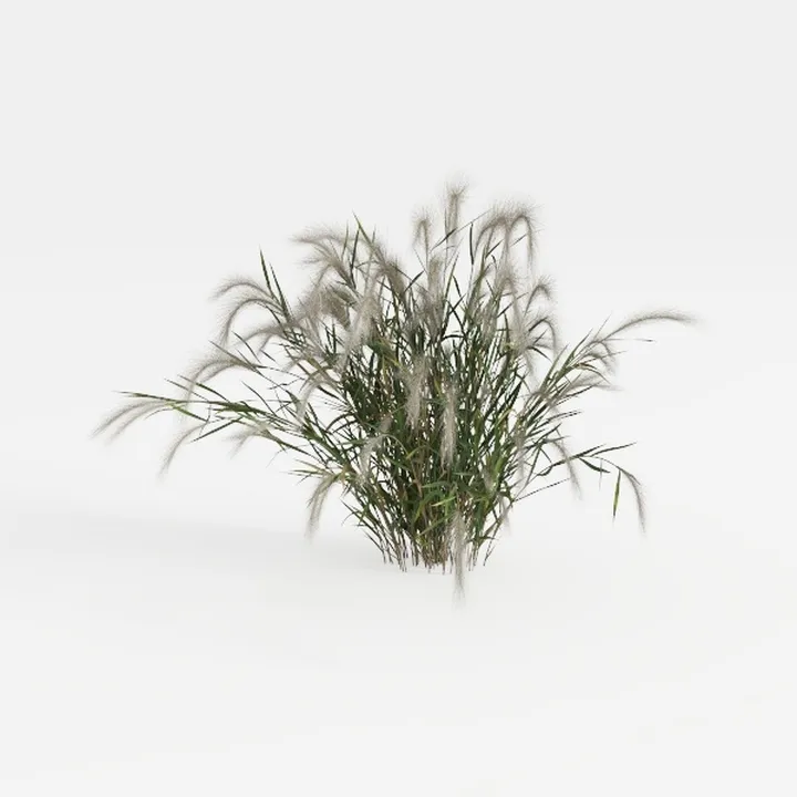 Realistic Ornamental Pennisetum Grass Plant 3D Model
